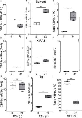 RSV replication modifies the XBP1s binding complex on the IRF1 upstream enhancer to potentiate the mucosal anti-viral response